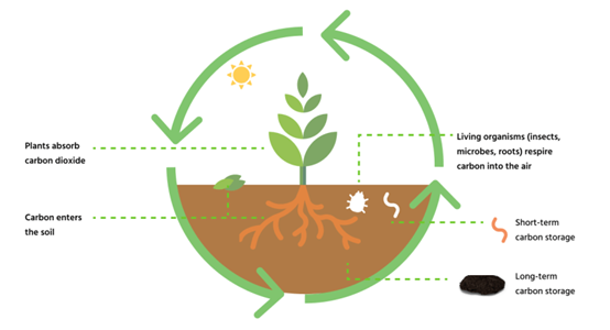 the carbon cycle.png